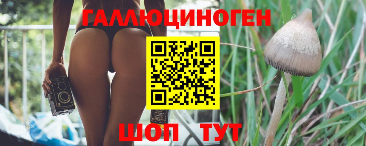 Псилоцибиновые грибы Psilocybe Усолье-Сибирское